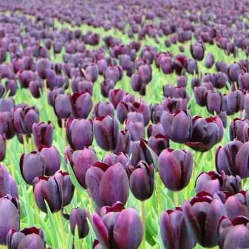 Тюльпан Eduard Pelger (Триумф)