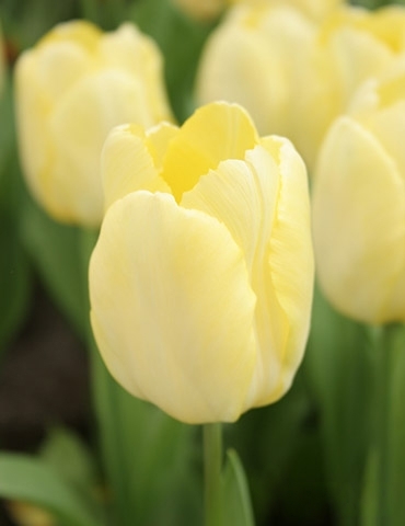 Тюльпан Sunny Prince (Простой ранний)