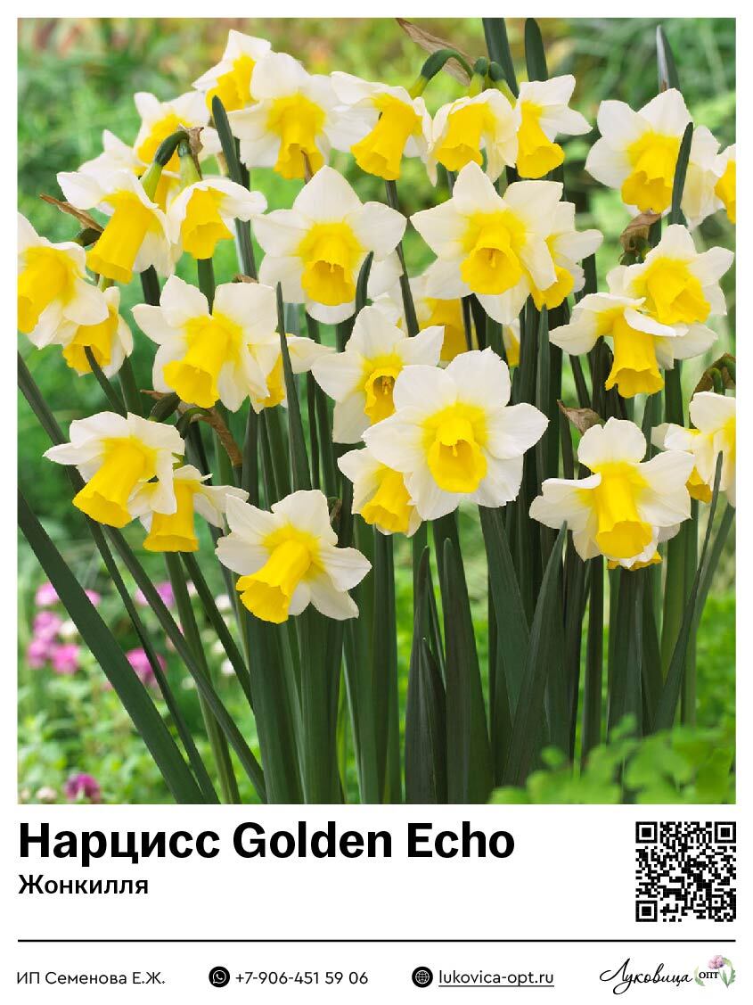 Нарцисс Golden Echo (Жонкилля)