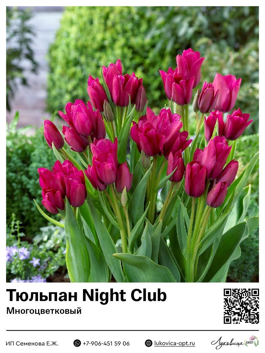 Тюльпан Night Club (Многоцветковый)