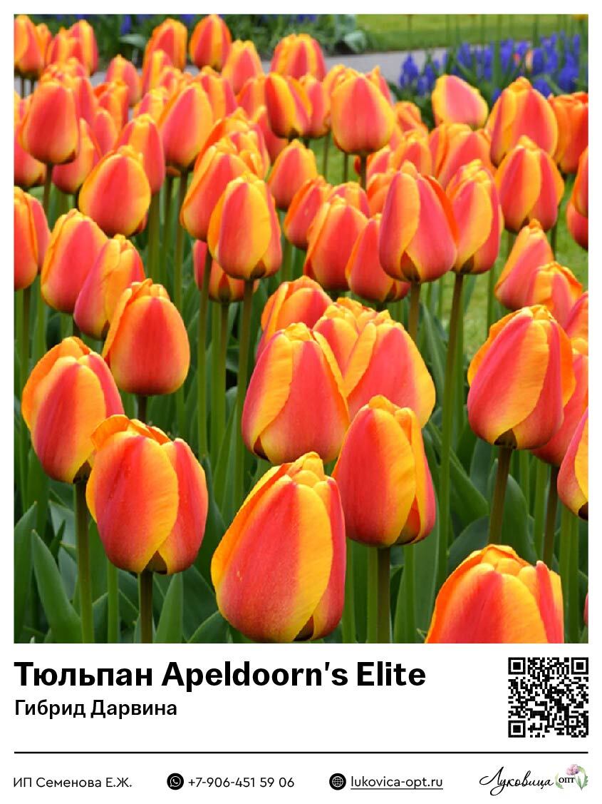 Тюльпан Apeldoorn's Elite (Гибрид Дарвина)
