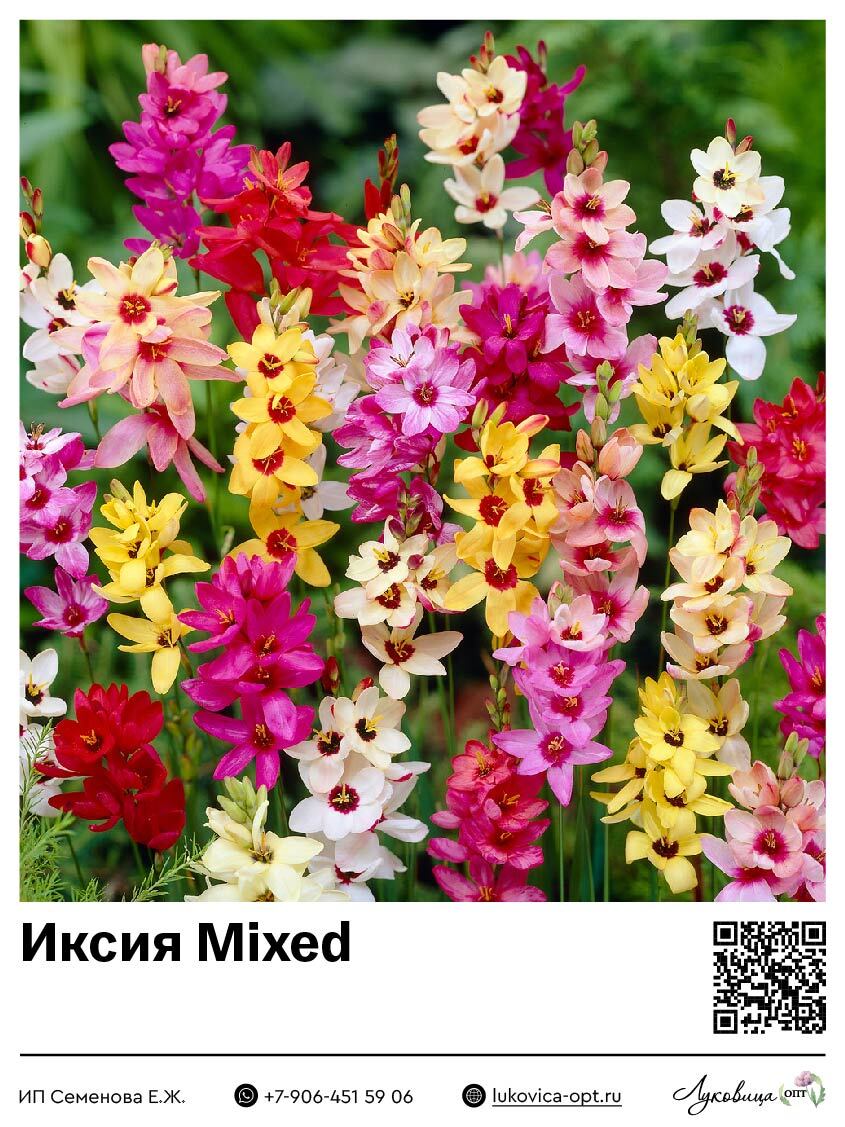 Иксия Mixed