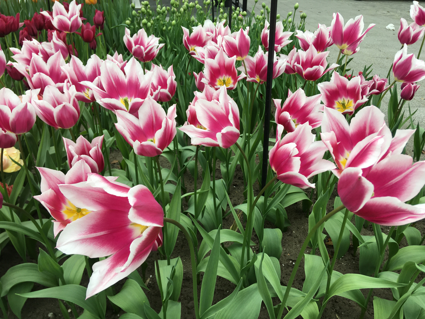 Тюльпан Claudia (Лилиецветный)