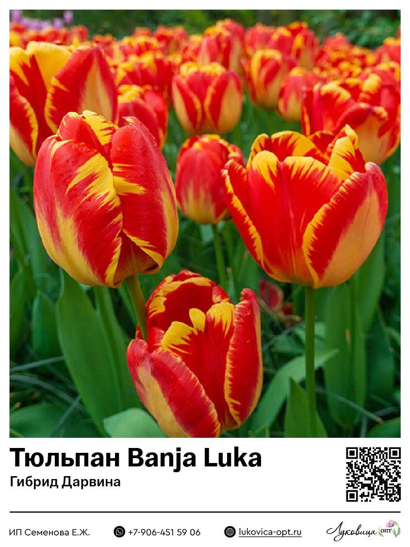 Тюльпан Banja Luka (Гибрид Дарвина)