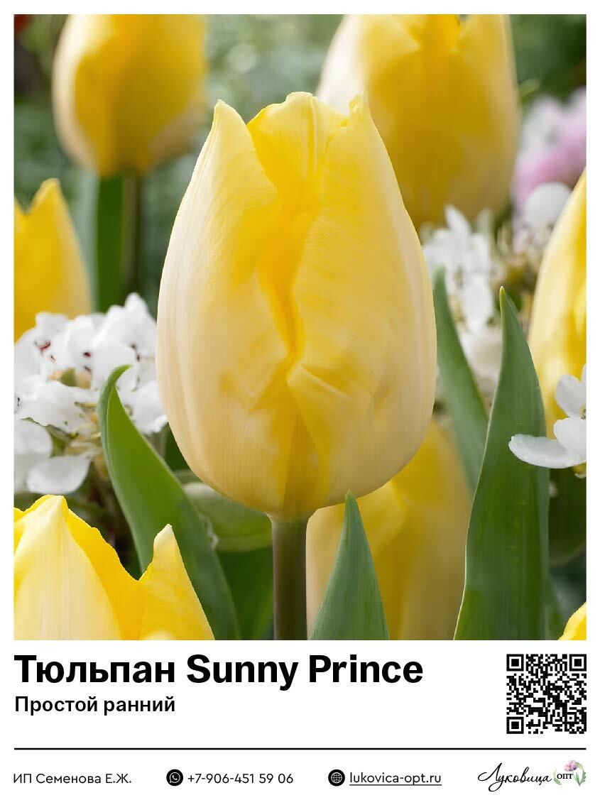 Тюльпан Sunny Prince (Простой ранний)