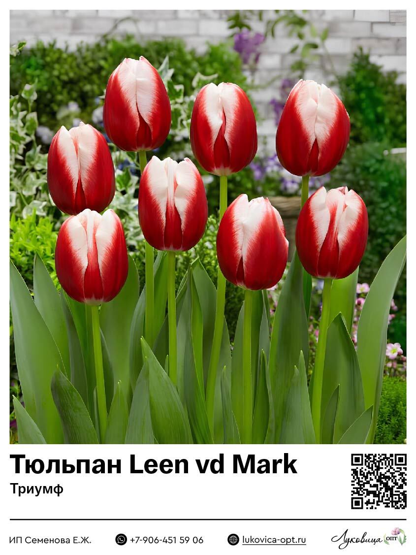 Тюльпан Leen vd Mark (Триумф)