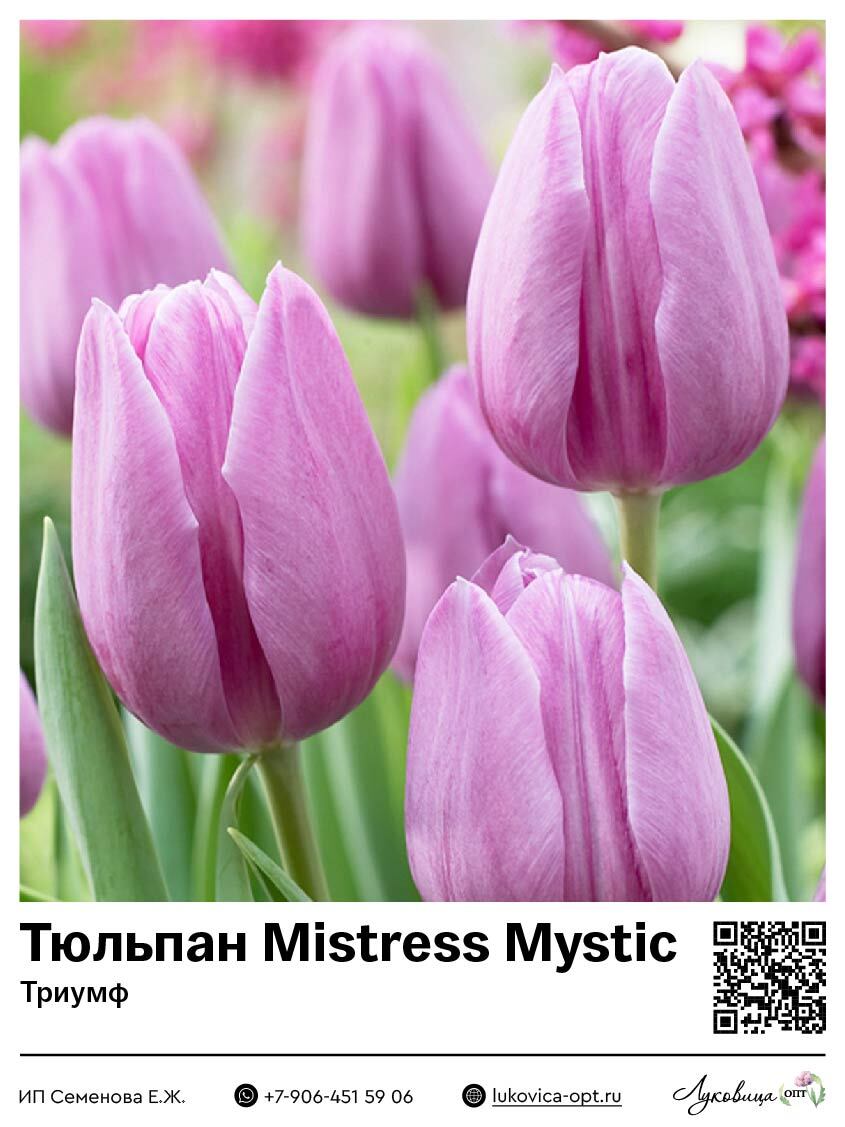 Тюльпан Mistress Mystic (Триумф)
