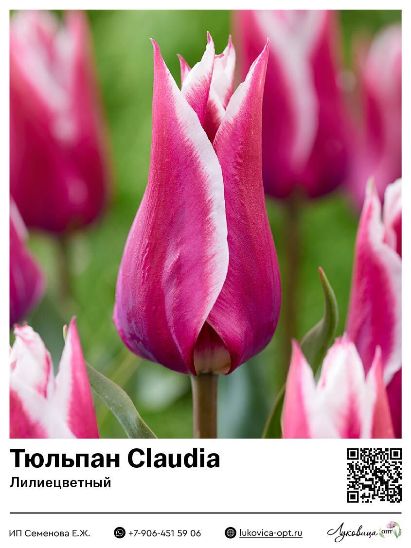 Тюльпан Claudia (Лилиецветный)