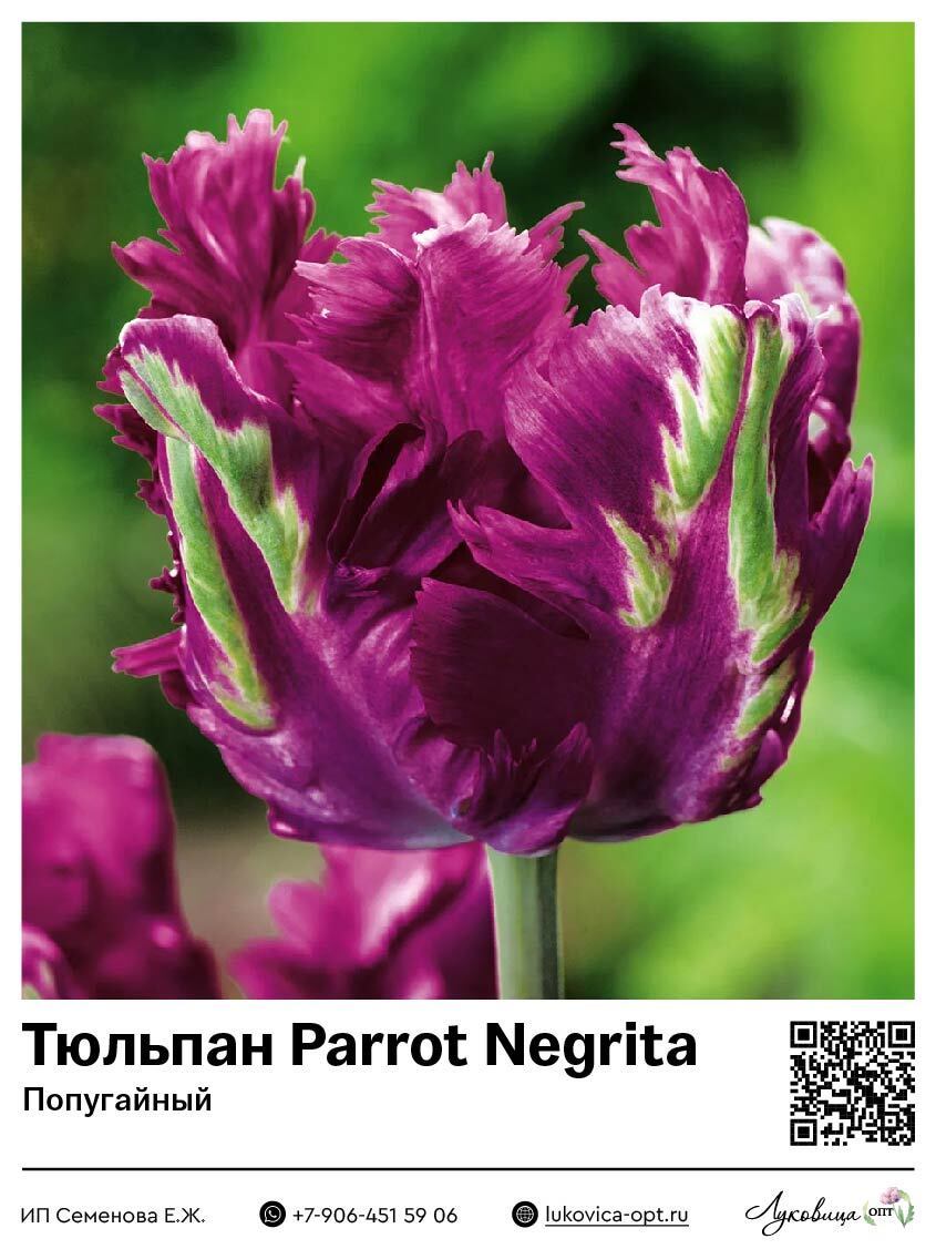 Тюльпан Parrot Negrita (Попугайный)