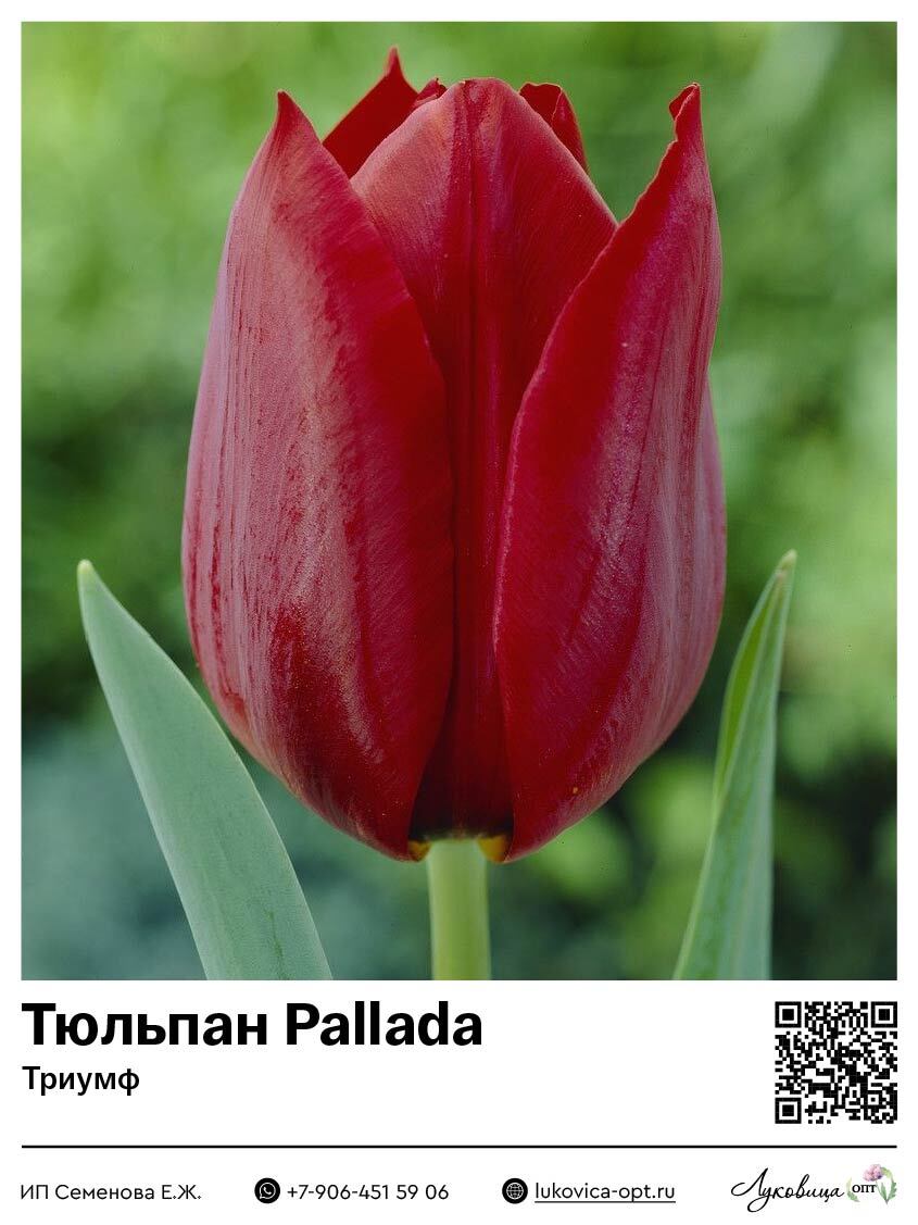 Тюльпан Pallada (Триумф)