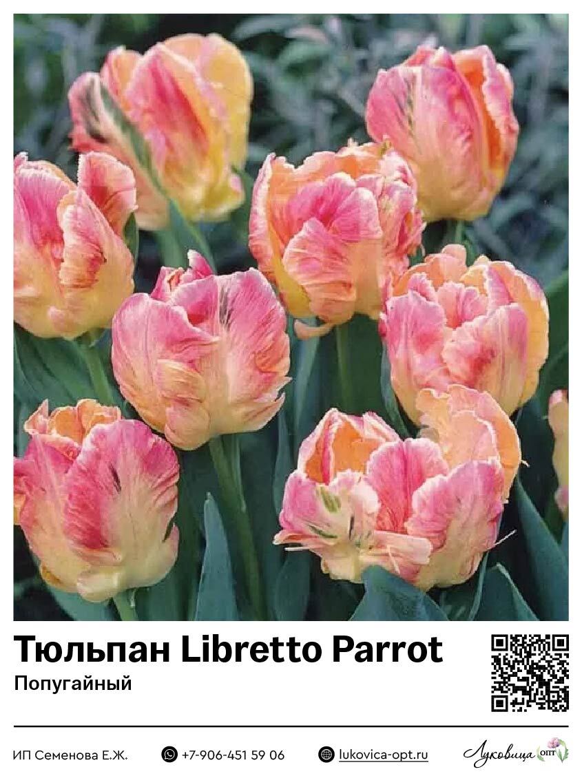 Тюльпан Libretto Parrot (Попугайный)