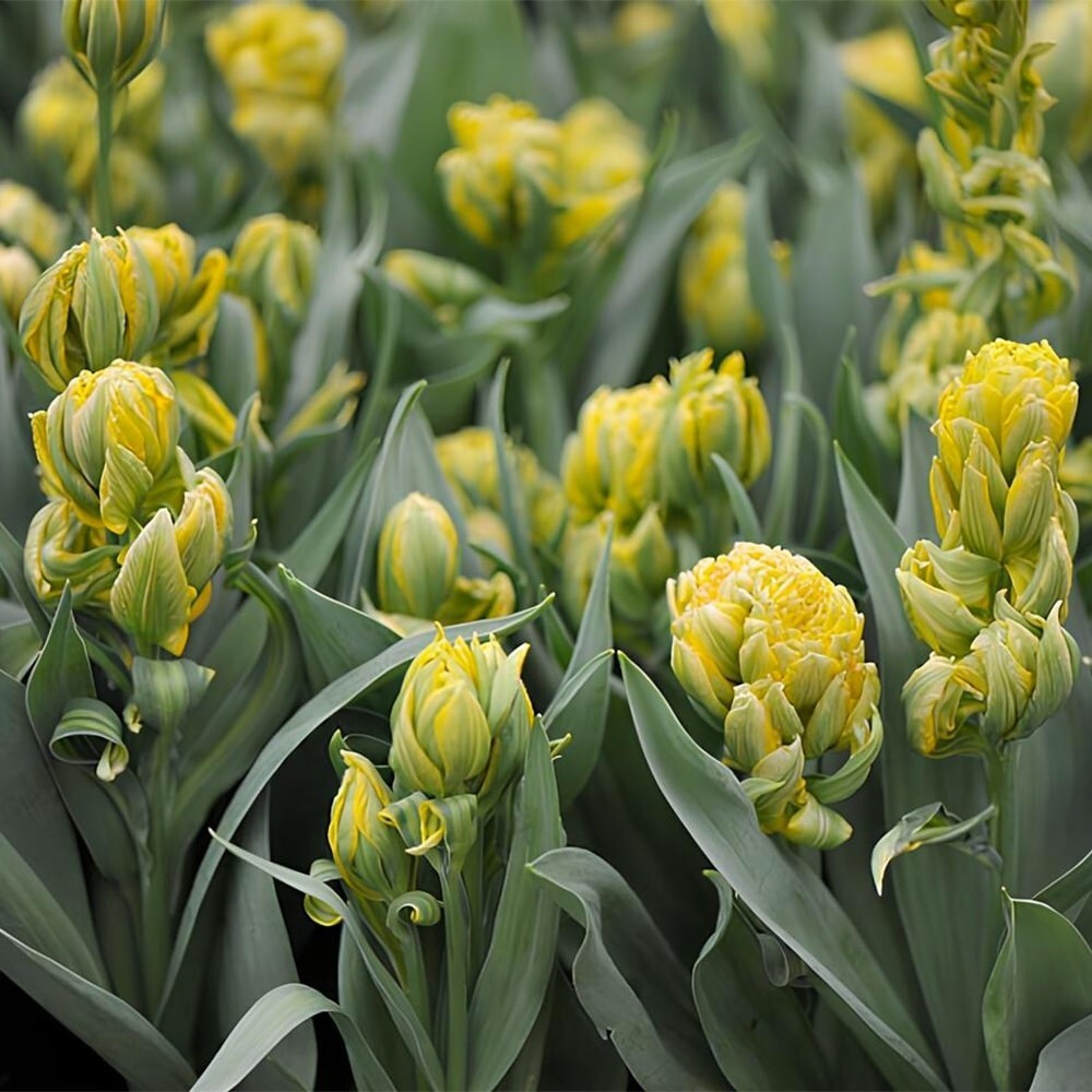 Тюльпан Emerald Star (Махровый поздний)