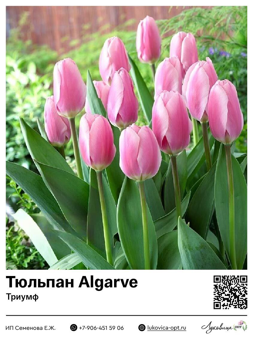 Тюльпан Algarve (Триумф)