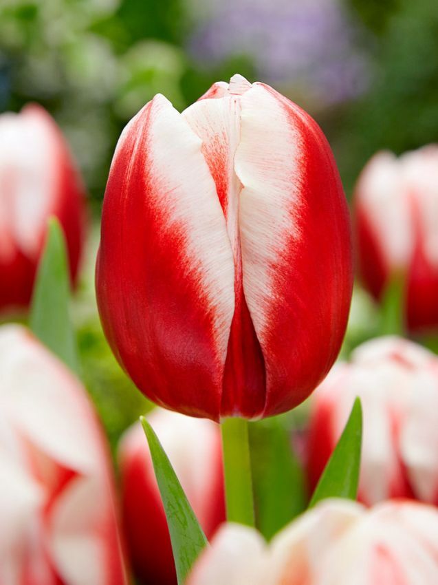 Тюльпан Leen vd Mark (Триумф)