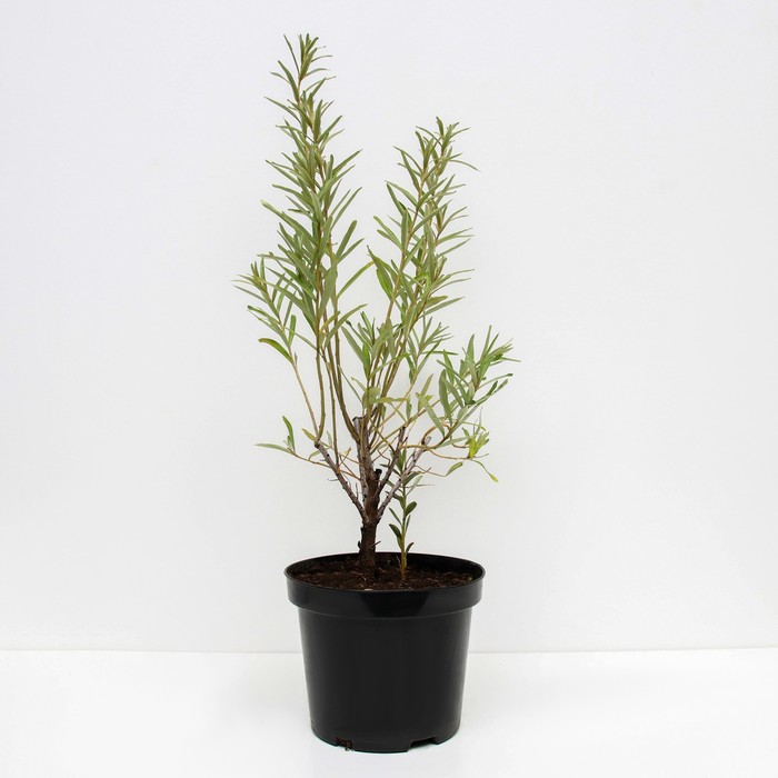 Саженец Облепиха Гном, C3 горшок, Н20-40 высота, 1 шт.