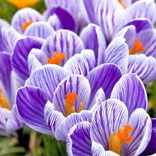 Крокус Пиквик 8/9 (25) крупноцв.