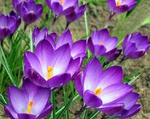 Крокус Руби Гиант светло-фиолетовый (Ботанический) (3шт) Ваше хозяйство