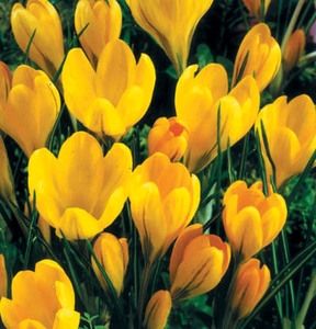 Крокус Биг Йеллоу желтый (Крупноцветковый) (3шт) Ваше хозяйство