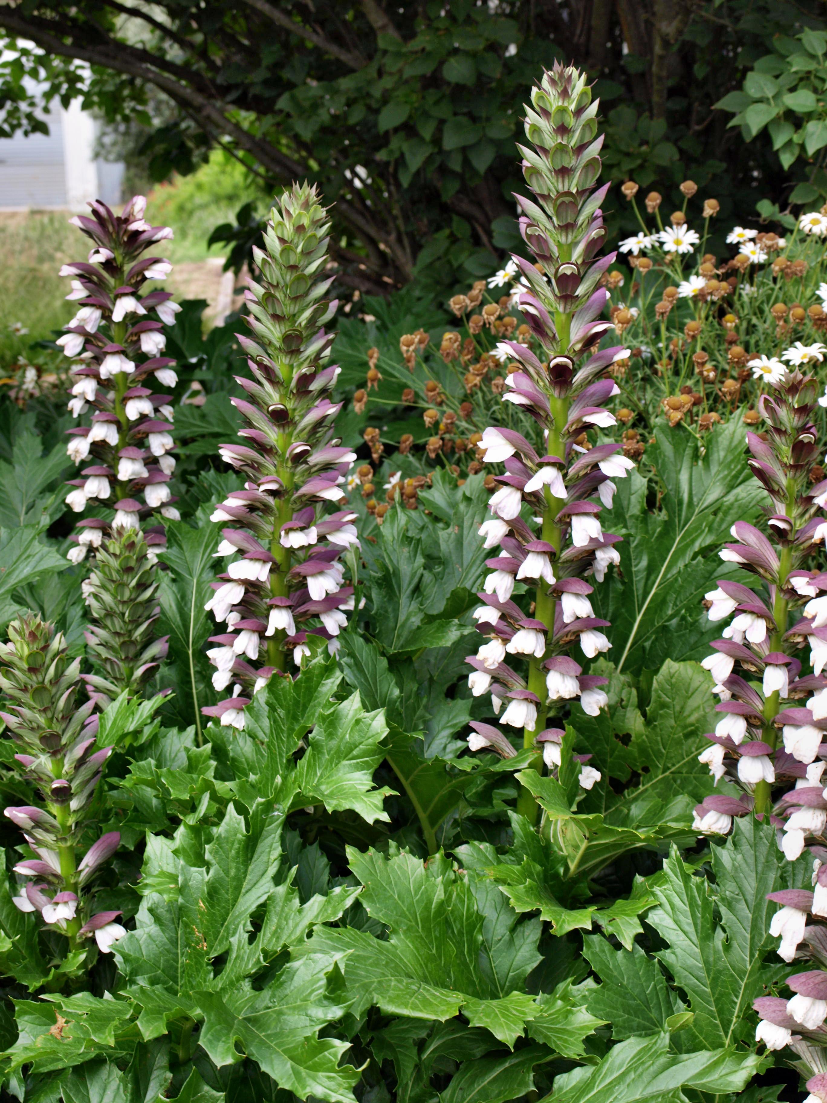 Акант растение. Акант Моллис. Акант медвежья лапа. Акант Моллис (Acanthus mollis). Акант медвежья лапа цветок.