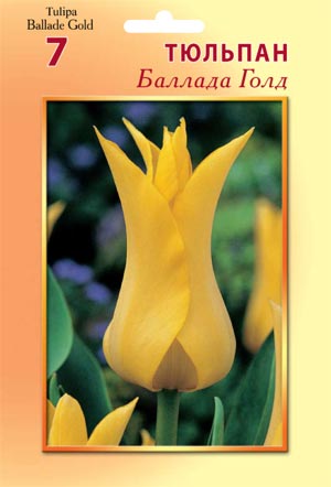 Баллада тюльпан описание. Тюльпан баллада леди. Тюльпан ballade. Тюльпан лилиецветный баллада леди. Тюльпан лилиецветный элегант леди.