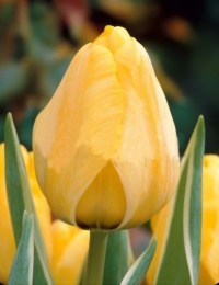 Тюльпан яп гроот фото и описание