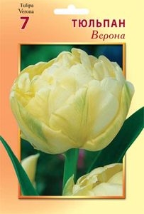 Тюльпан Верона (3шт) махровый ранний (светло-желтый) ВХ