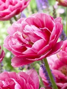 Тюльпан Авейрон (3шт) махровый ранний (розовый) ВХ