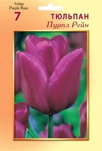 Тюльпан Пурпл Рейн (3шт) триумф (пурпурный) ВХ