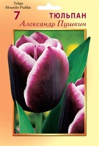 Тюльпан Александр Пушкин (3шт) триумф (темно-бордовый с белой окантовкой) ВХ
