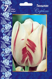 Тюльпан Сорбет (3шт) белый с розовыми штрихами ВХ
