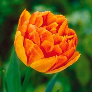 Тюльпан Монте оранж (3шт) махровые ранние (оранжево-абрикосовый) ВХ