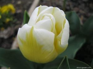 Тюльпан Калгари Флеймс (7шт) триумф (жёлто-белый) ВХ