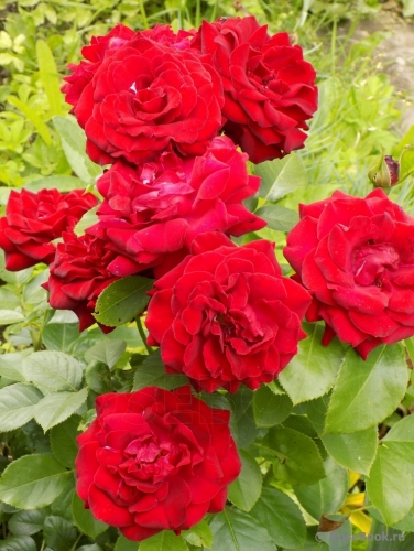 Pin de Natalija Bogdanovic en vvbg