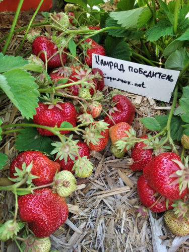 Клубника Камрад победитель 