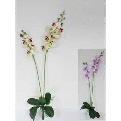 Орхидея с листьями и корнями