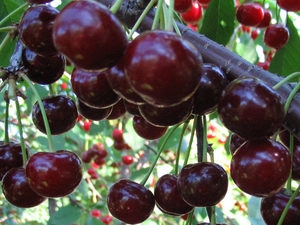 Дюк Кормилица (1шт) вишне-черешневый гибрид , среднепоздний