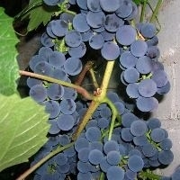 виноград Дзила(синий)