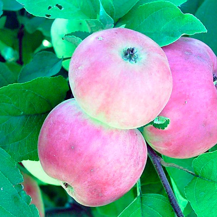 известные сорта яблок