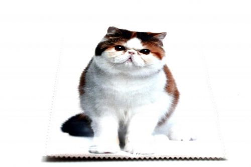 салфетка микрофибра жирный кот