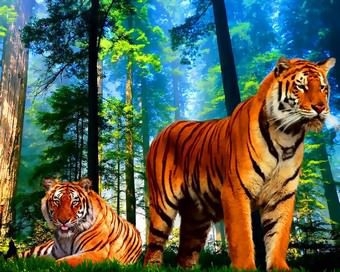 Ah10381 Тигры в лесу