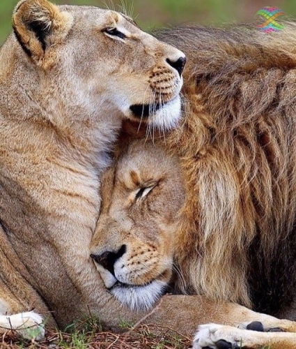 Ah09901 Лев и львица: на страже сна