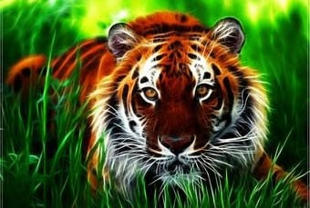 Ah09831 Тигр в траве