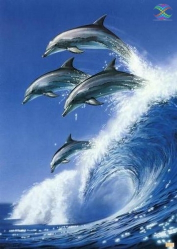 Ah08001 Дельфины на волне