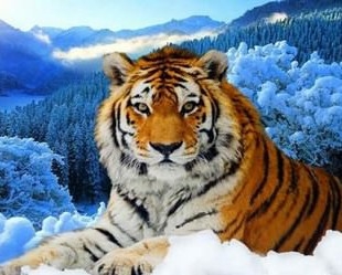 Ah10701 Тигр на фоне зимнего леса