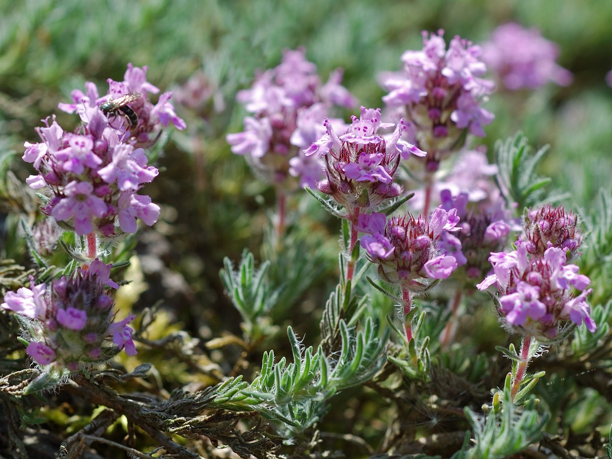 Тимьян ползучий (Thymus serpyllum)