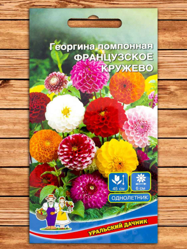 Георгина Французкое кружево 0,1