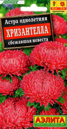 Астра Хризантелла Сбежавшая невеста  15шт -  Одн. Satimex