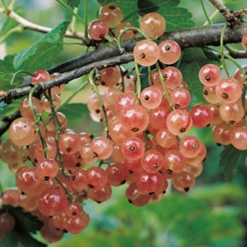 Смородина Голландская Розовая