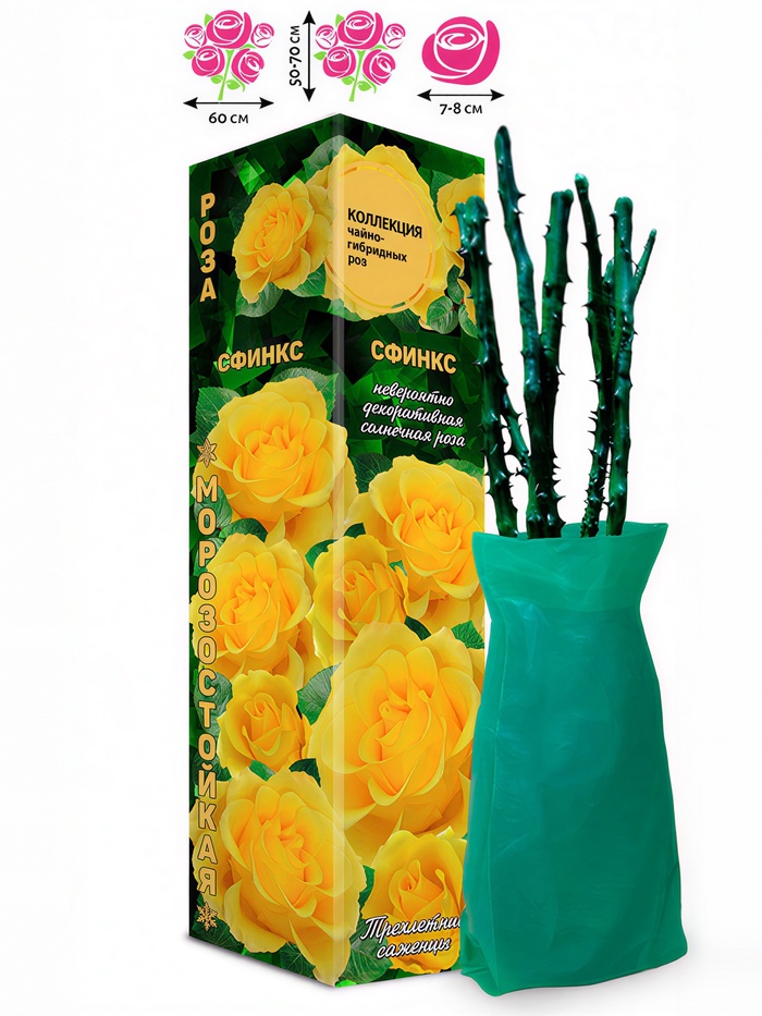 Саженец Роза спрей «Сфинкс», 1 шт., Весна 2026