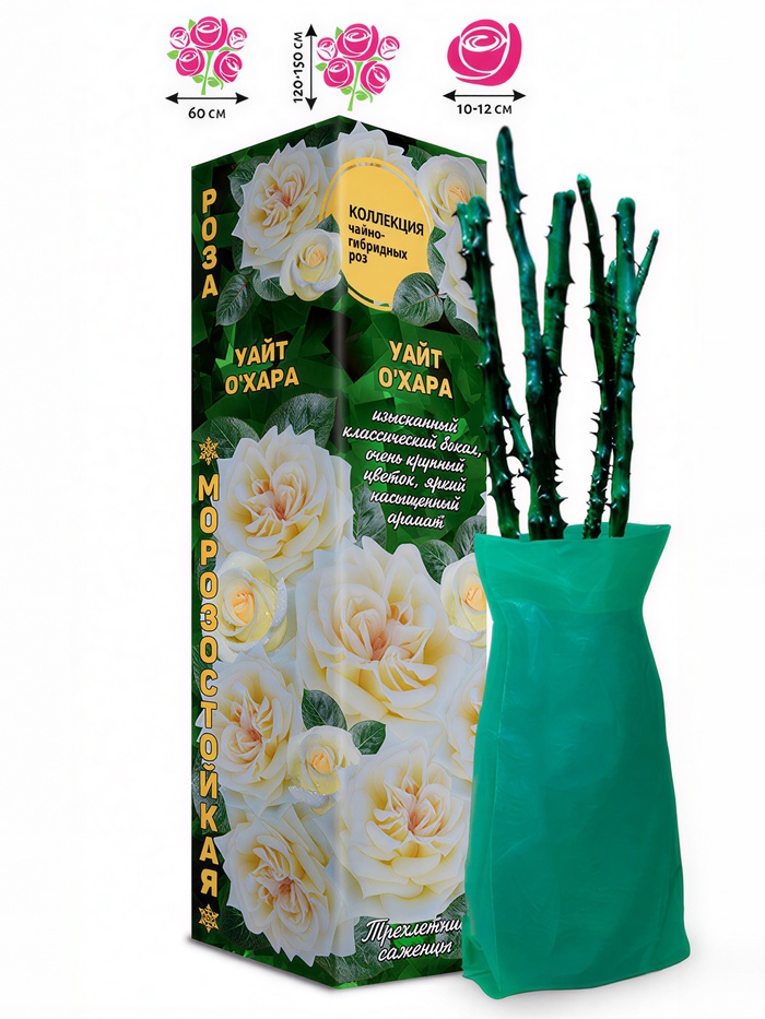 Саженец Роза чайно-гибридная «Уайт Охара», 1 шт., Весна 2026